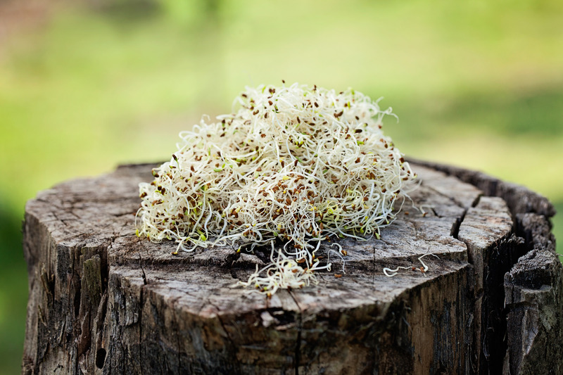 Picture of Alfalfa sprouts