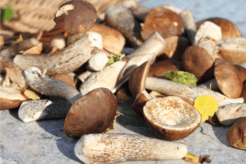 Picture of Birch mushroom