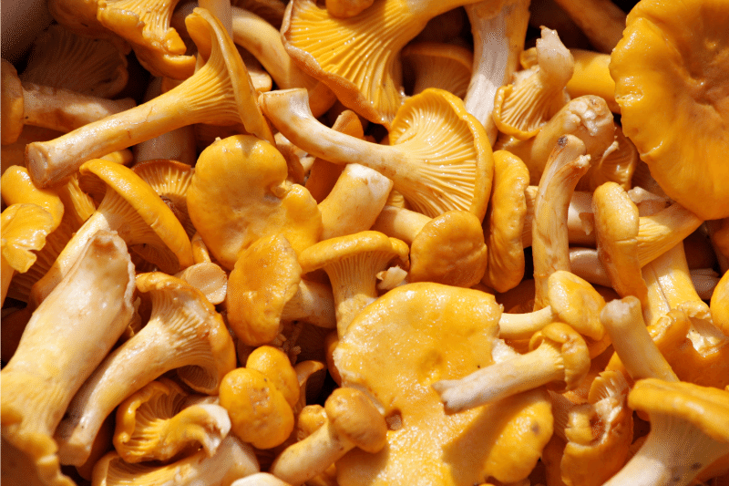 Picture of Chanterelle mushroom