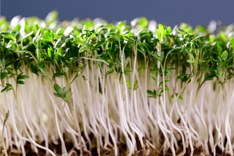 Picture of Garden cress