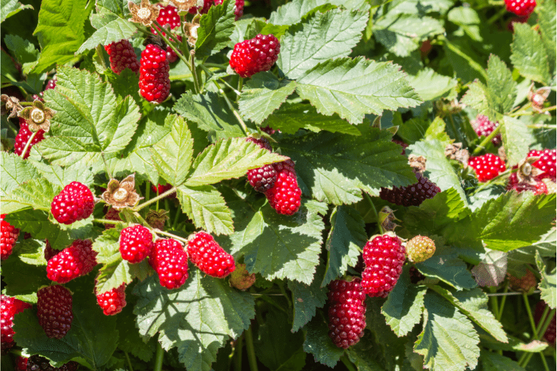 Picture of Loganberry