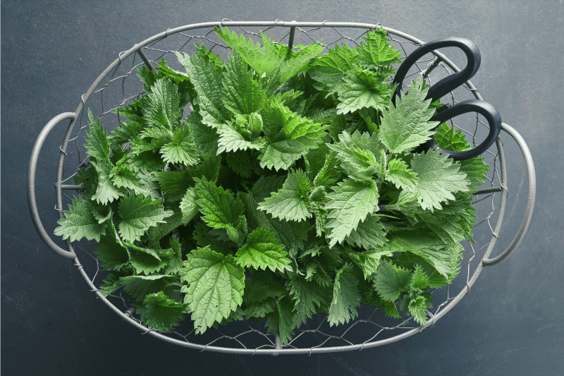 Picture of Nettle