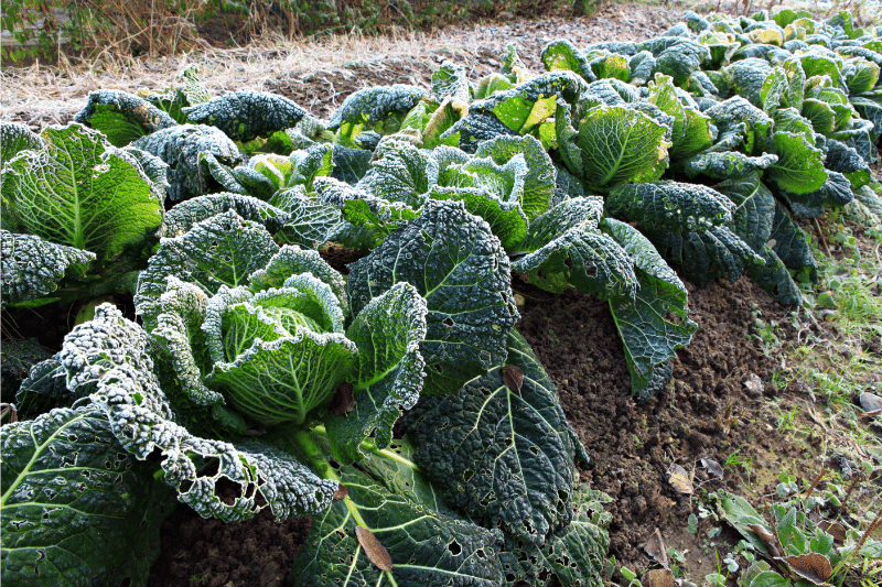 Picture of Savoy cabbage